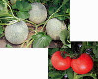 メロン・トマト写真