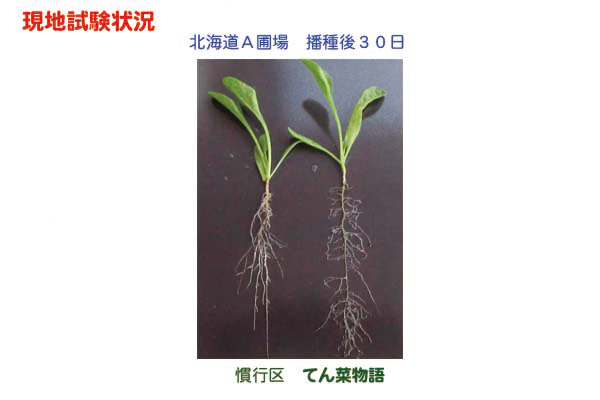 てん菜物語現地試験写真1