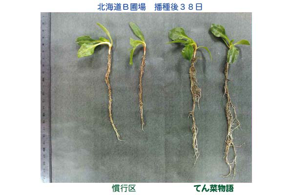 てん菜物語現地試験写真2
